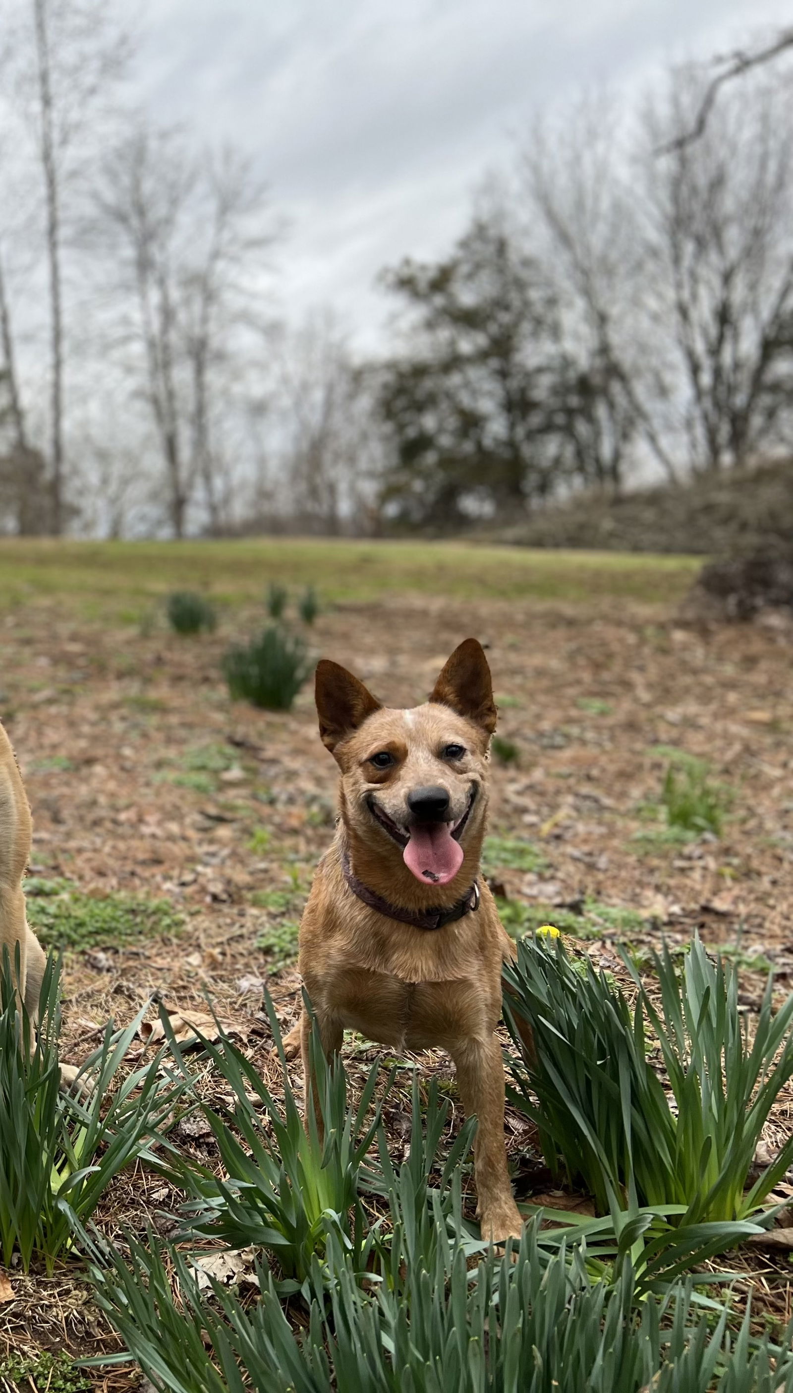 adoptable Dog in Mouth Of Wilson, VA named Ringo