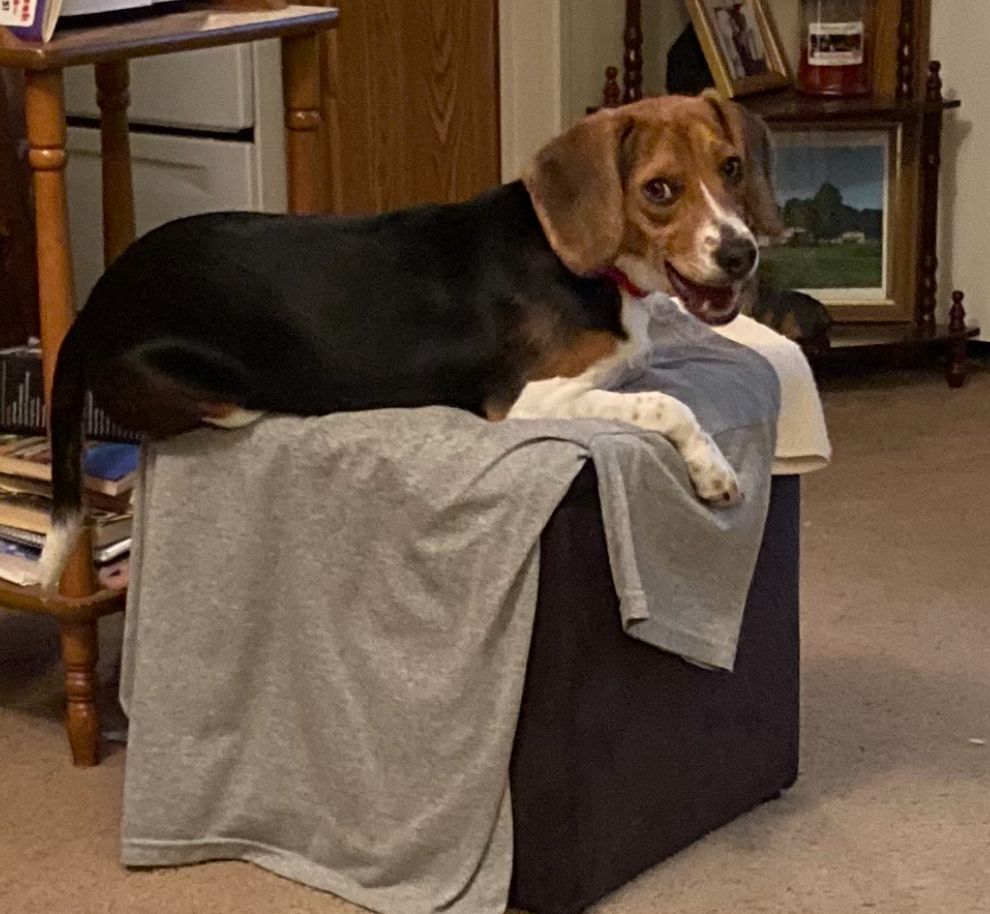 adoptable Dog in Mouth Of Wilson, VA named Piper