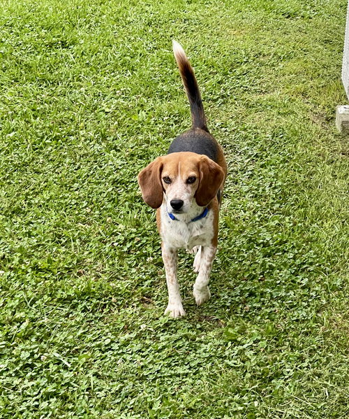 picture of the dog needing adoption