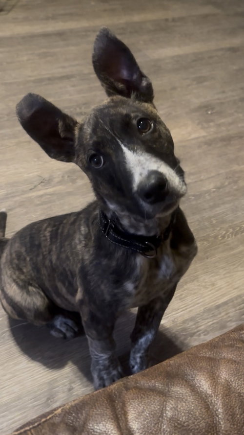 picture of the dog needing adoption