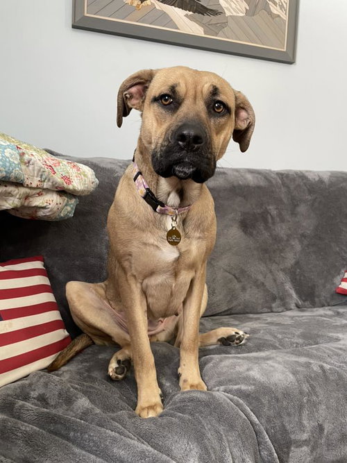 picture of the dog needing adoption