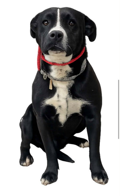 Baxter, an adoptable American Pit Bull Terrier in Mouth Of Wilson, VA
