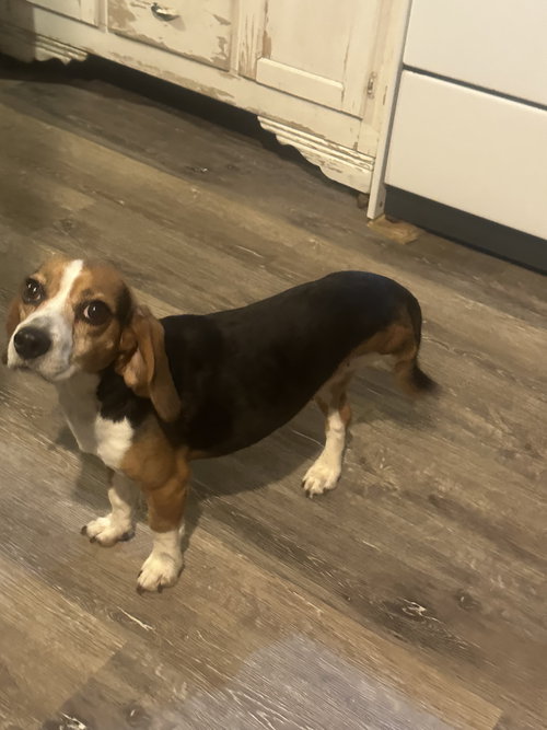 Reishi, an adoptable Beagle in Mouth Of Wilson, VA