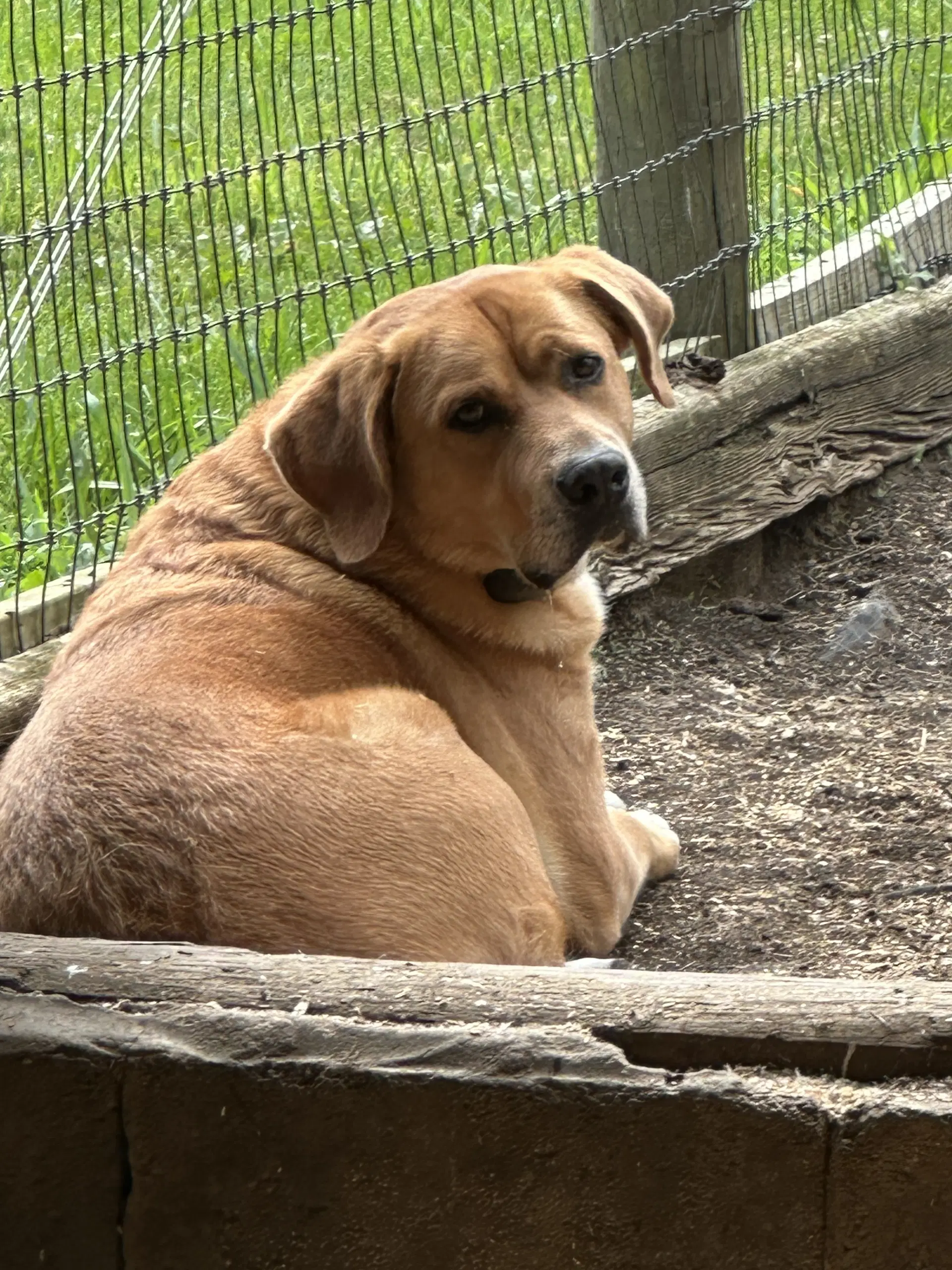Charlie - Lab/Rottweiler/Great Pyrenees