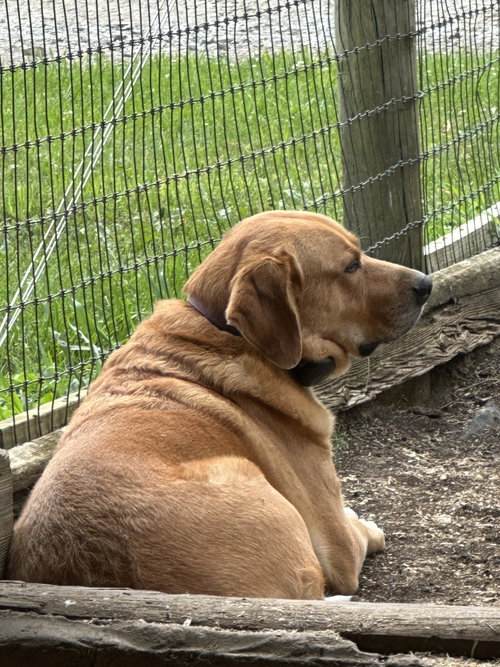 Photo 3 of Charlie