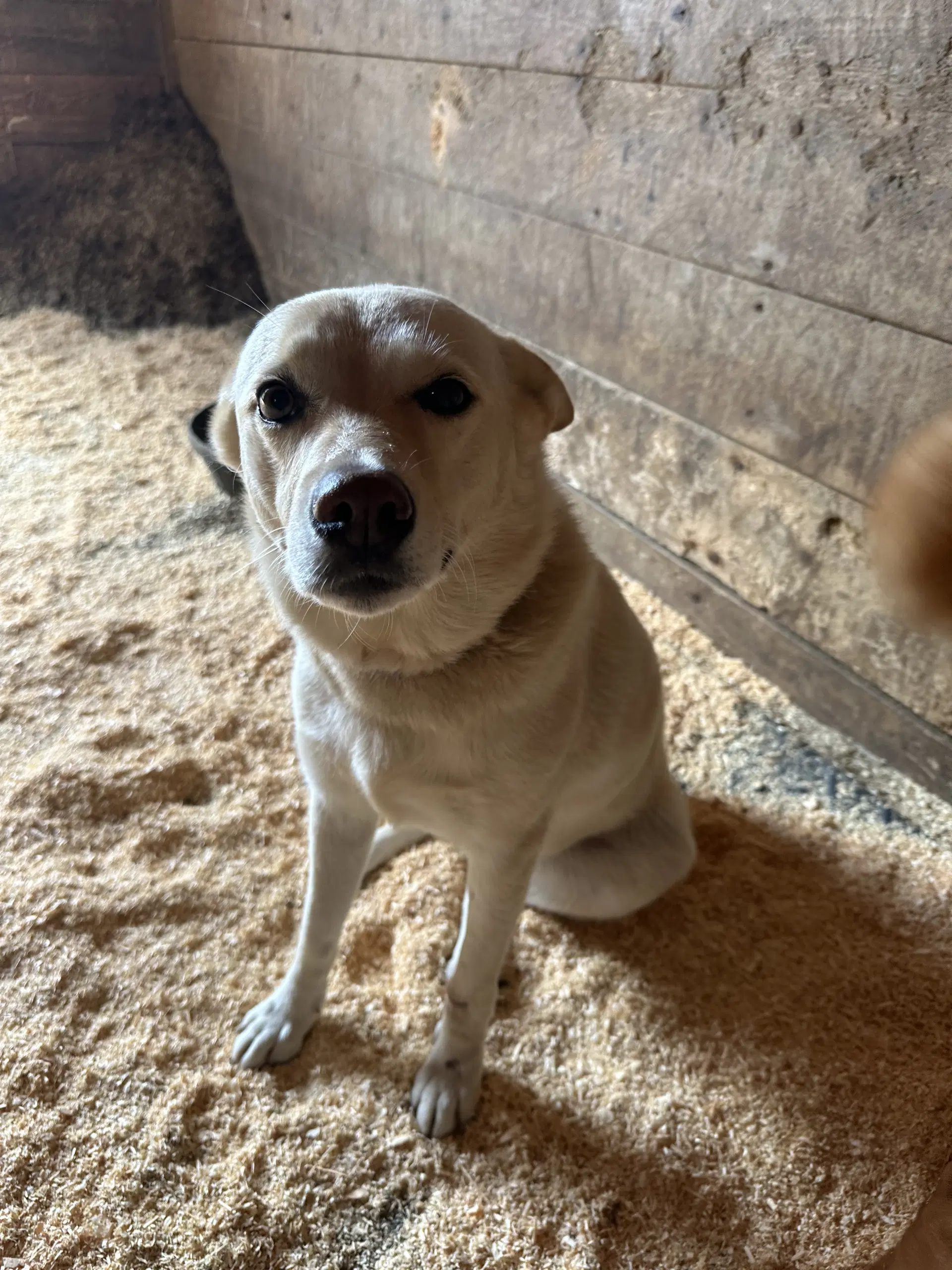Izzy - Labrador Retriever