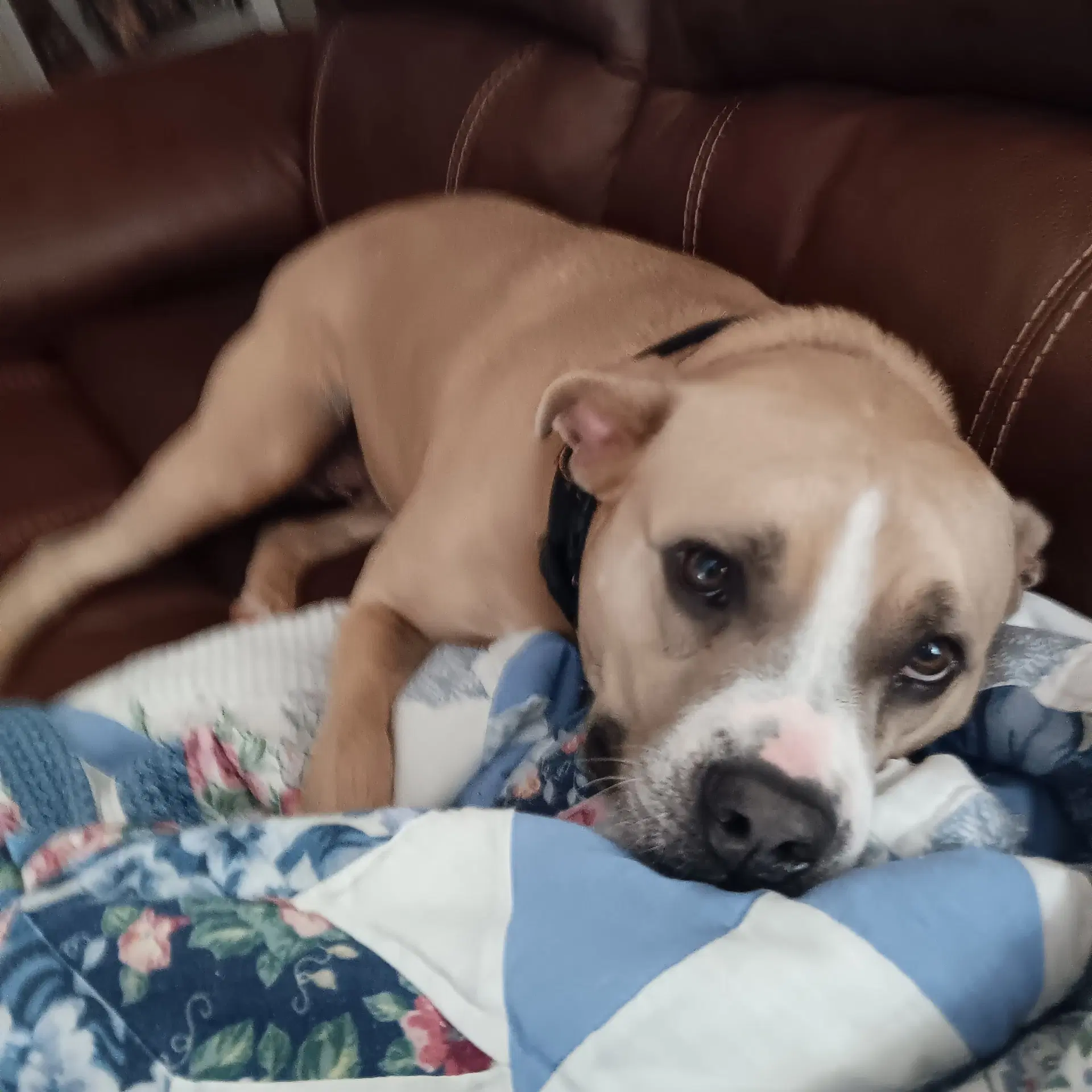 Olive - Boxer