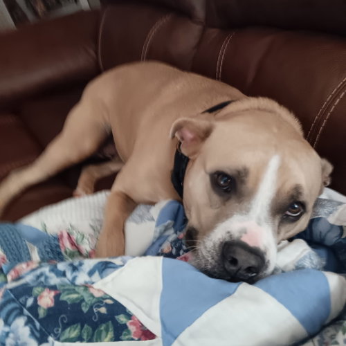 Olive, a dog for adoption from Rugby Creek Animal Rescue, Inc