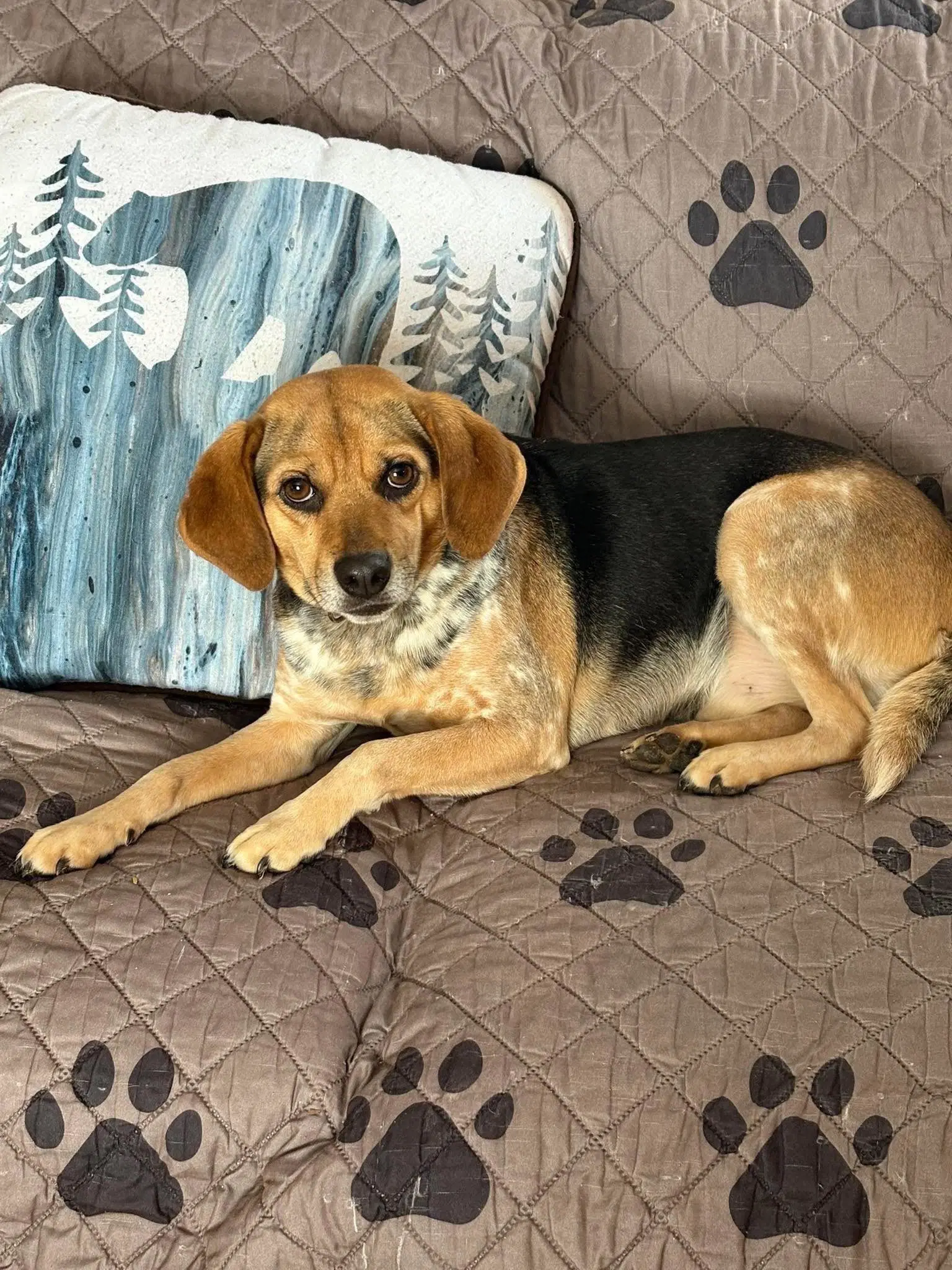 Charlie Brown - Beagle