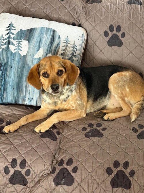 Charlie Brown, a dog for adoption from Rugby Creek Animal Rescue, Inc