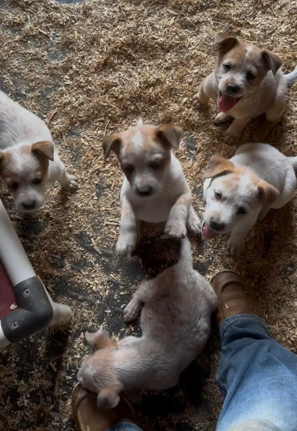 Heeler Pups - Cattle Dog