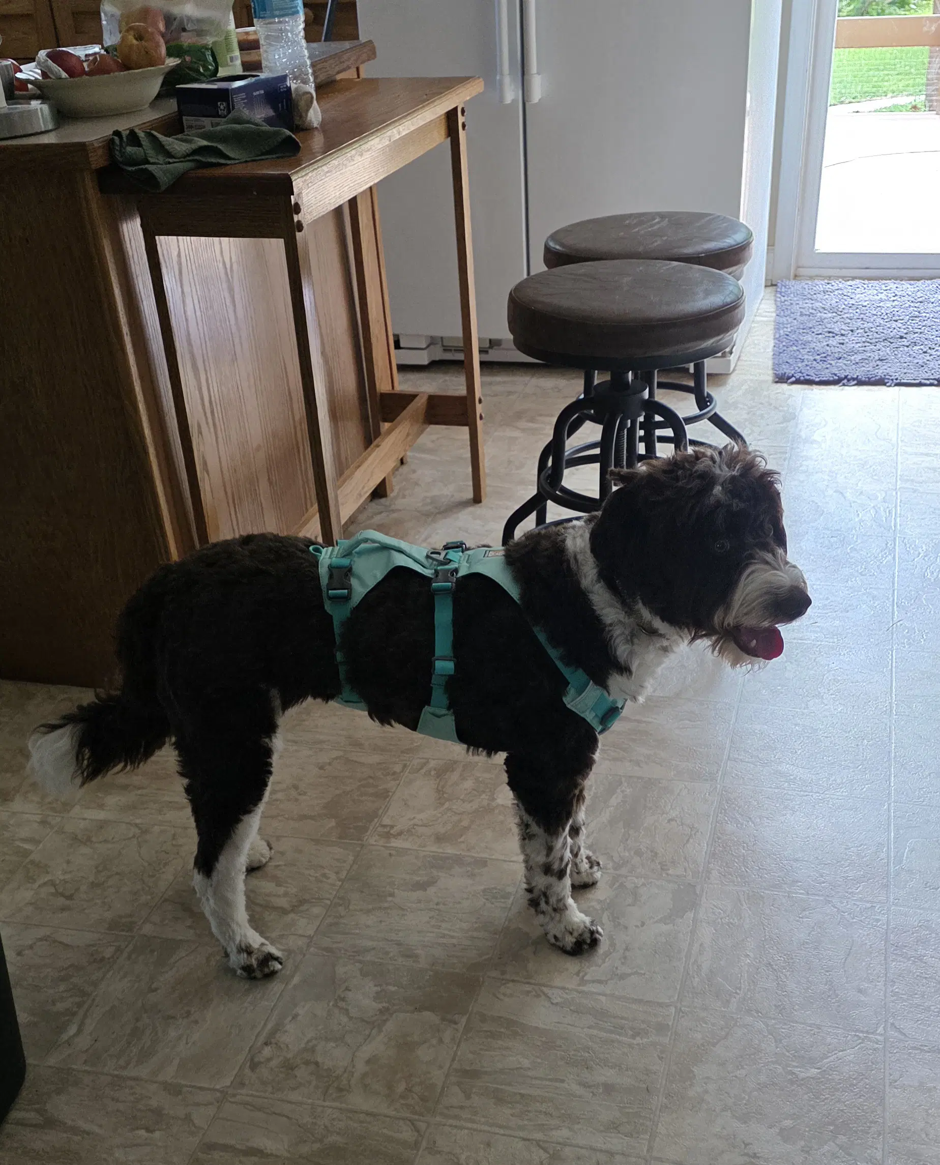 Maggee - Poodle (Miniature)