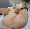 adoptable Cat in amelia, OH named Pumpkin