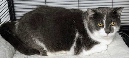 SUZY - Domestic Short Hair available for adoption