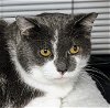 adoptable Cat in amelia, OH named Suzy