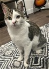 adoptable Cat in amelia, OH named Leo