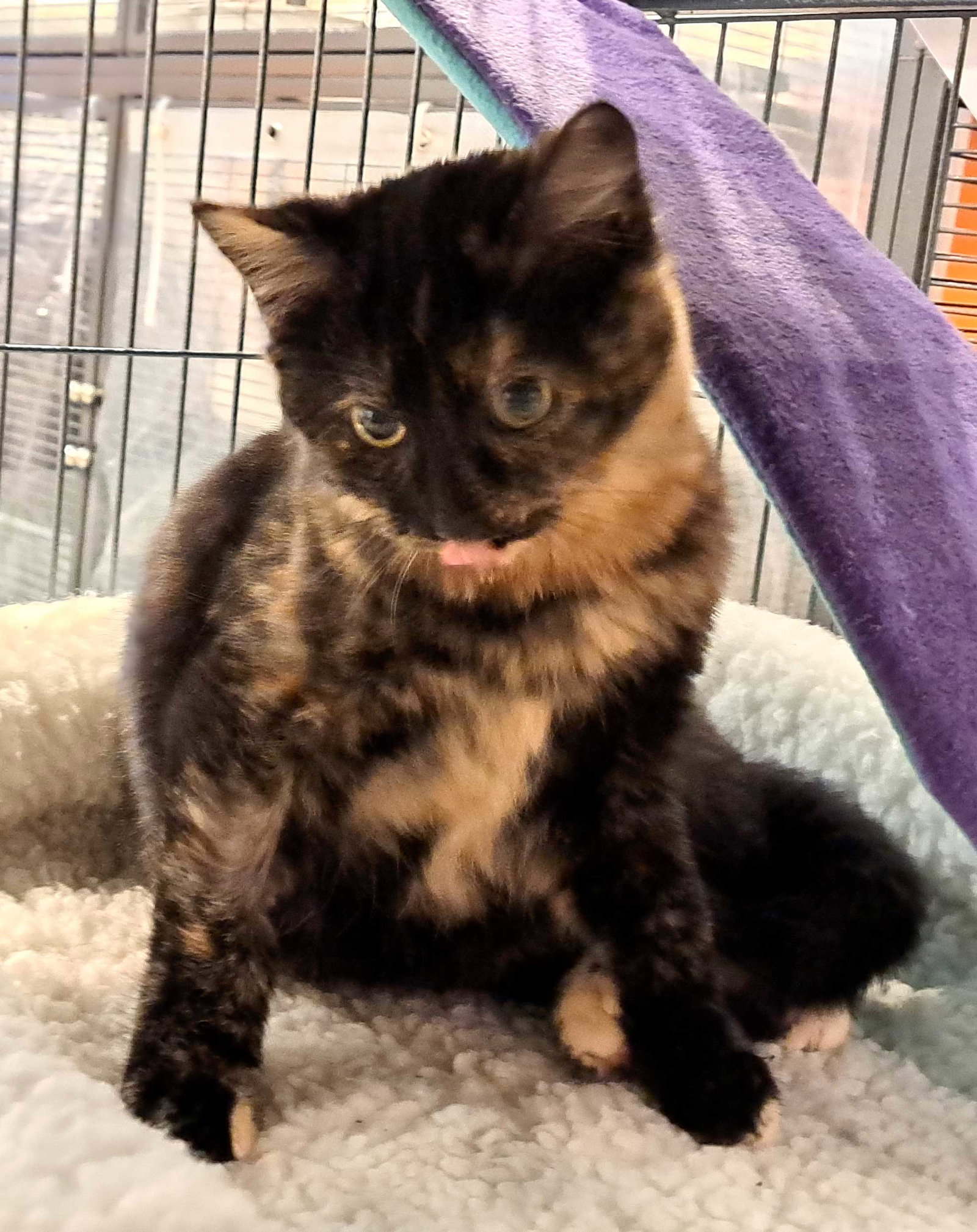 Cats for Adoption in Mount Healthy, Ohio Alpha Paw