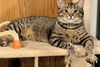 adoptable Cat in  named Toby