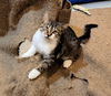 adoptable Cat in  named Oscar