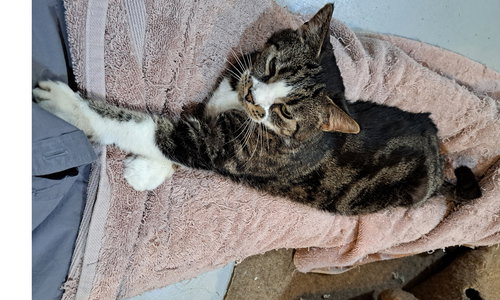 Emmy, Senior Tabby / Domestic Short Hair (short coat), cat for adoption in Covington, Kentucky