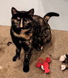 adoptable Cat in  named Hobbee