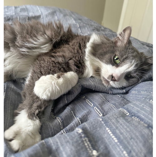 MILLIE - Domestic Medium Hair available for adoption