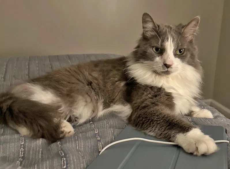 Millie image 2