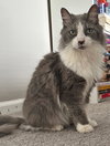 Millie - Photo 3
