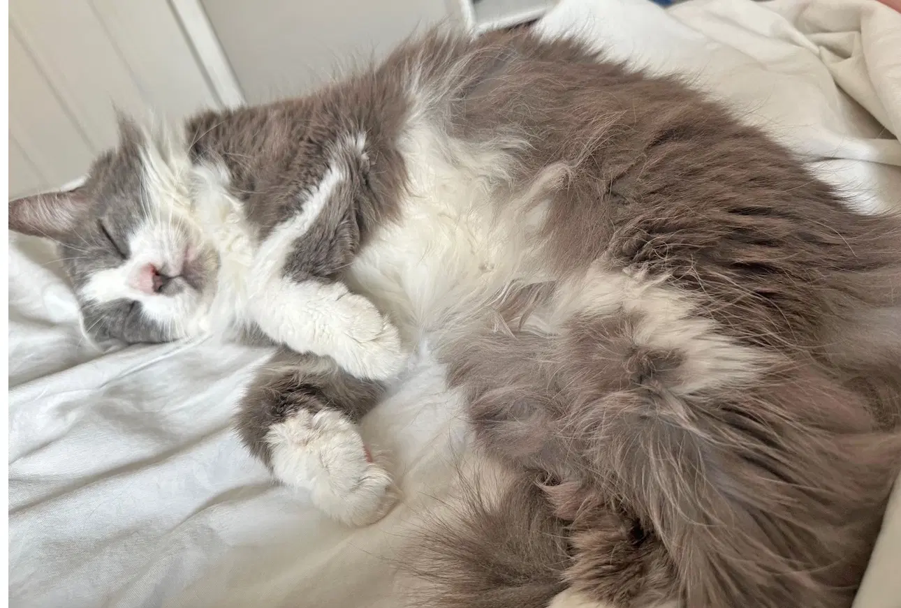 Millie image 4