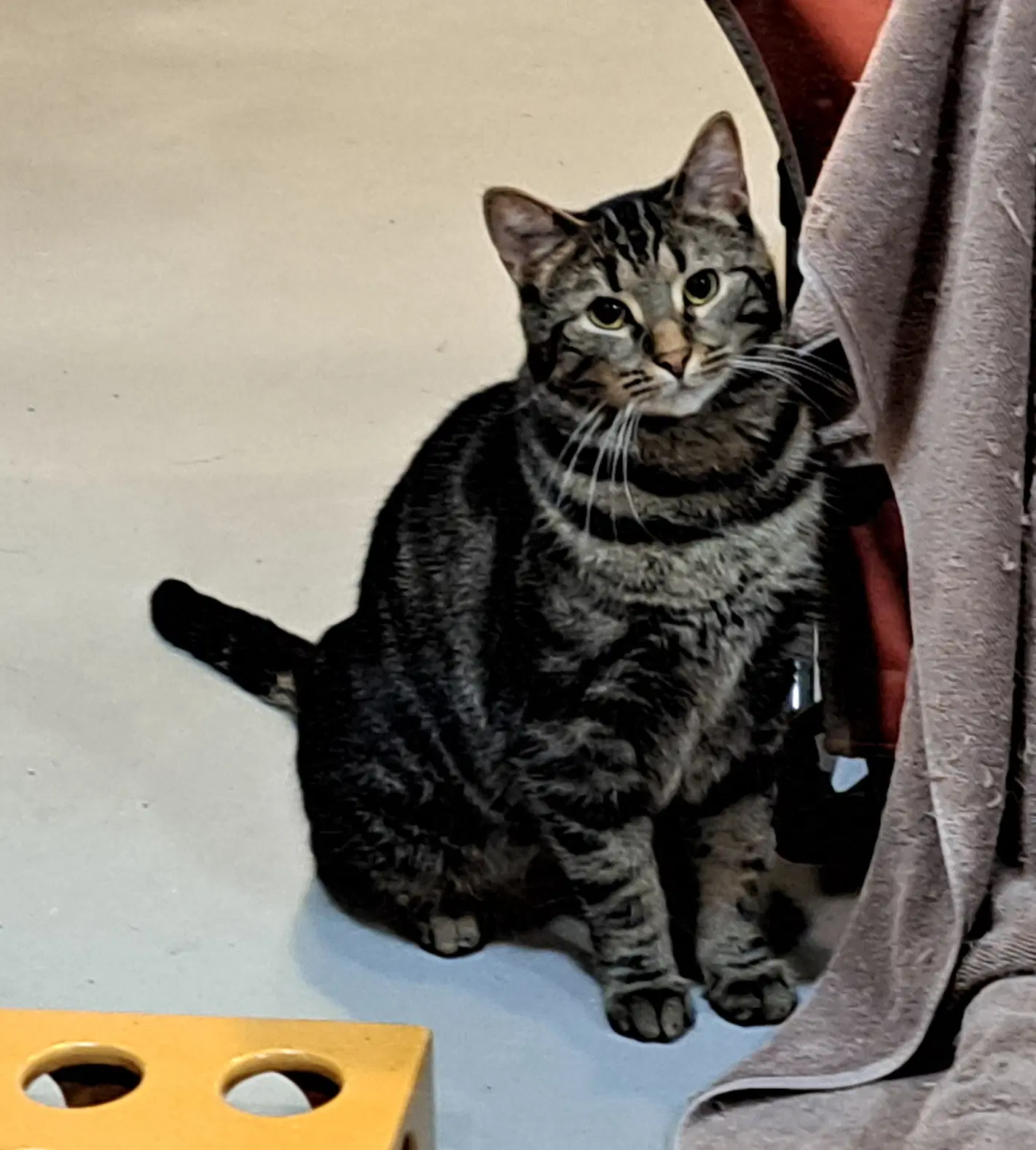 Daisy - Tabby