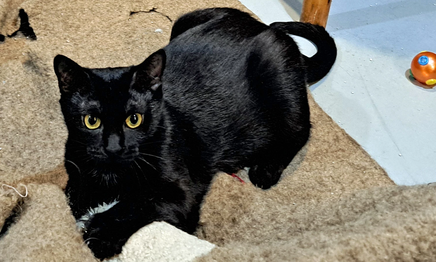 Winnie