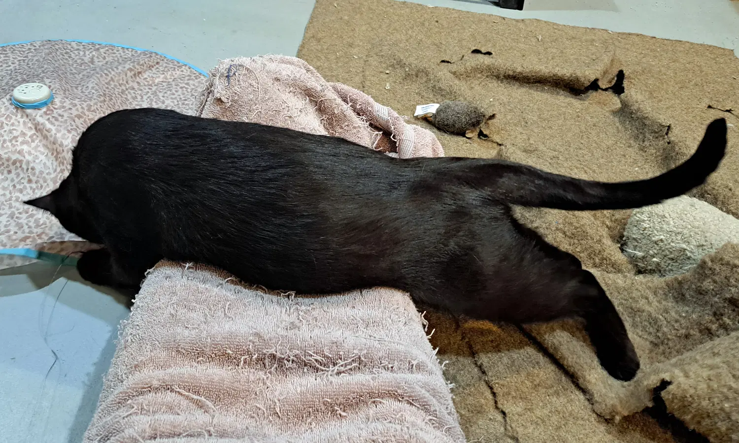 Winnie image 3