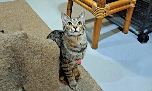 LUCKY - Tabby / Domestic Short Hair available for adoption