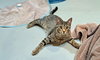 Lucky - Photo 5