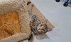 Lucky - Photo 4