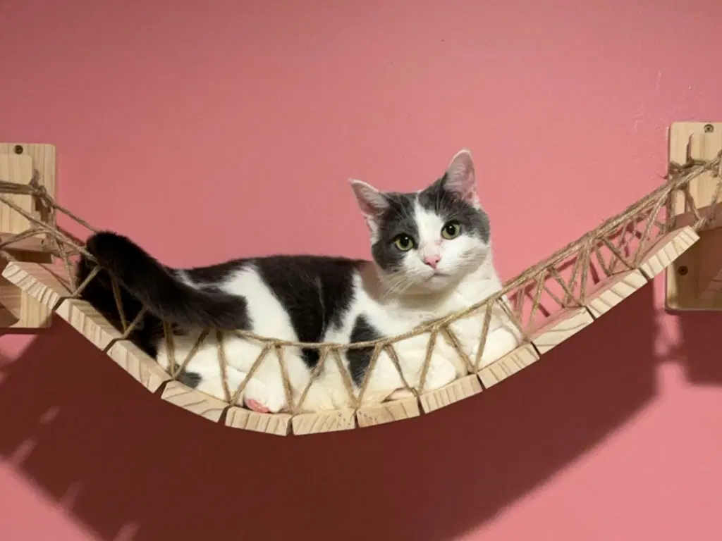 Seltzer - Domestic Short Hair