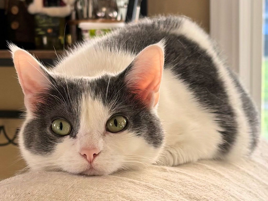 View Seltzer the Cat Photo #1