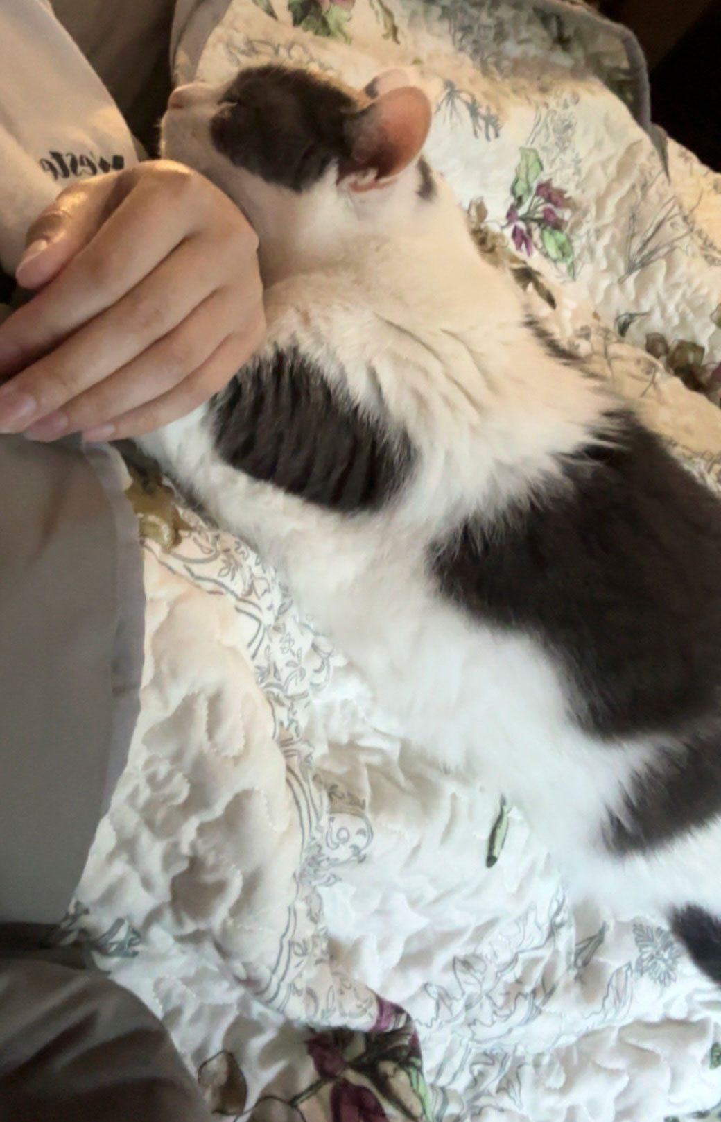 View Seltzer the Cat Photo #2