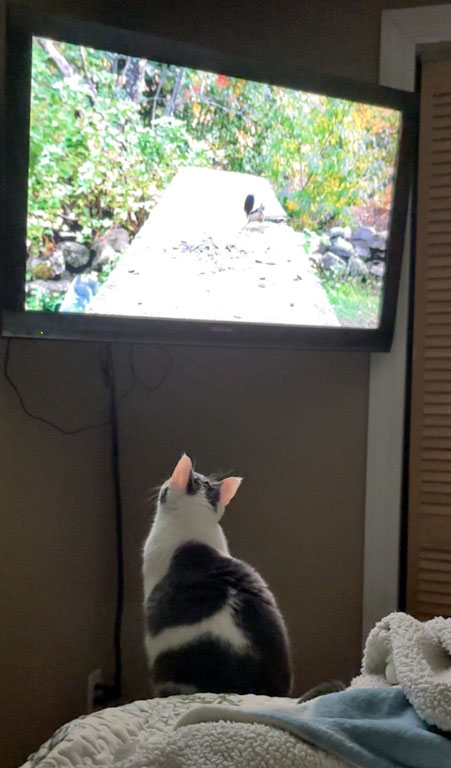View Seltzer the Cat Photo #3