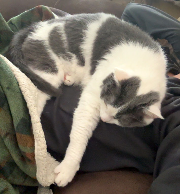 View Seltzer the Cat Photo #4