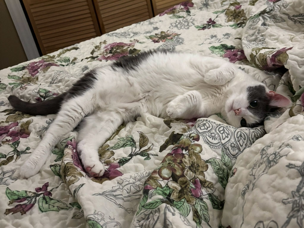 View Seltzer the Cat Photo #5