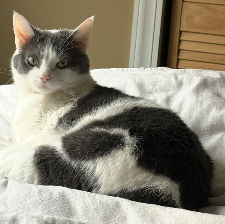 View Seltzer the Cat Photo #6
