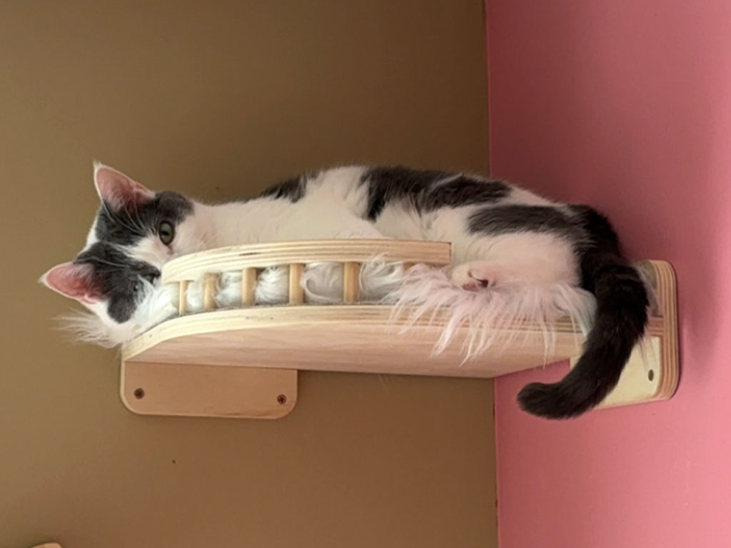View Seltzer the Cat Photo #7