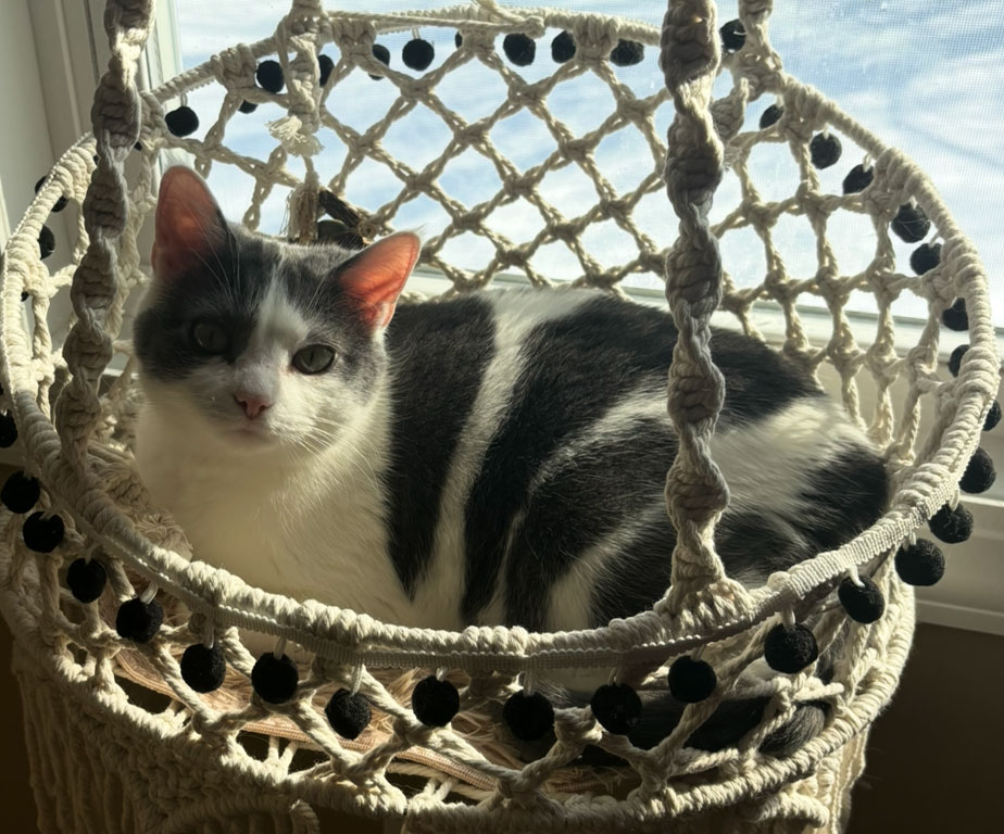 View Seltzer the Cat Photo #9
