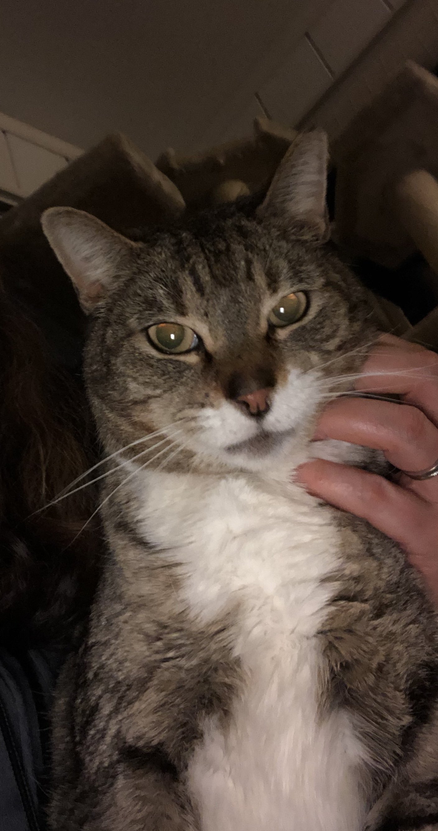 adoptable Cat in Owings Mills, MD named Mr. Max