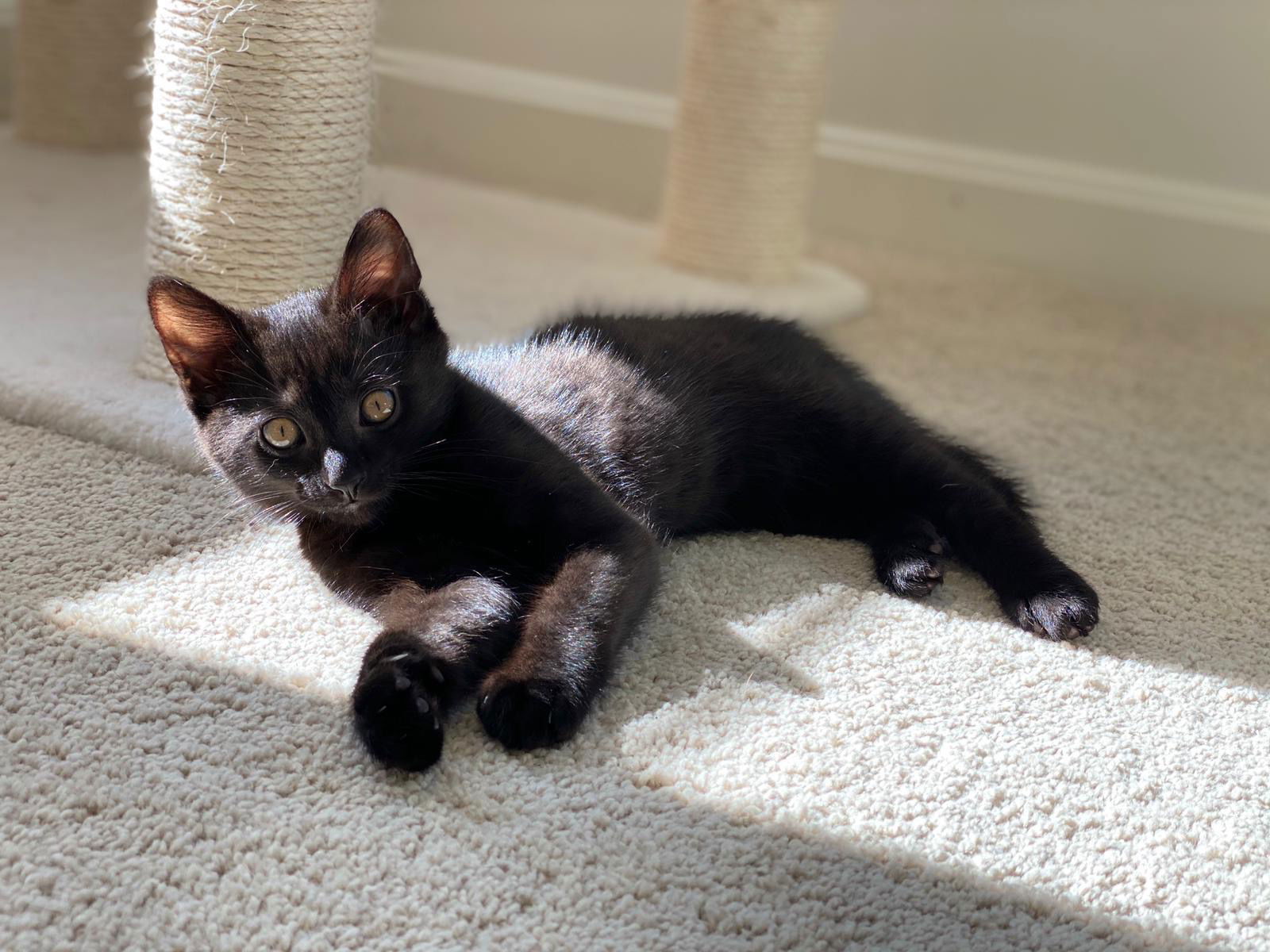 Bombay Kittens and Cats in Maryland - Buy or Adopt