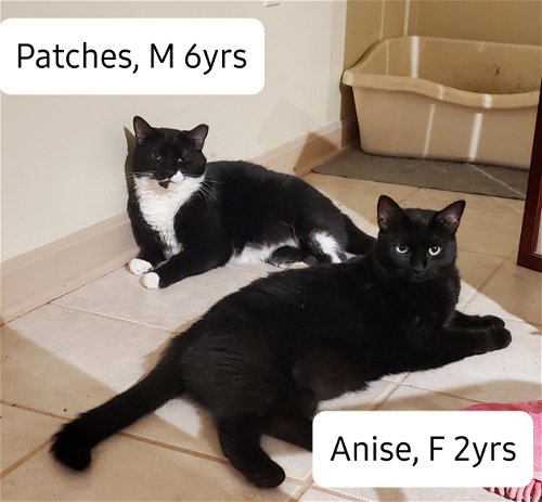 Anise & Patches (Guests)