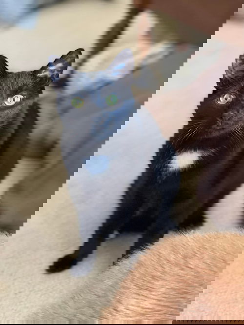 picture of the cat needing adoption