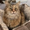 adoptable Cat in owings mills, MD named Britnee