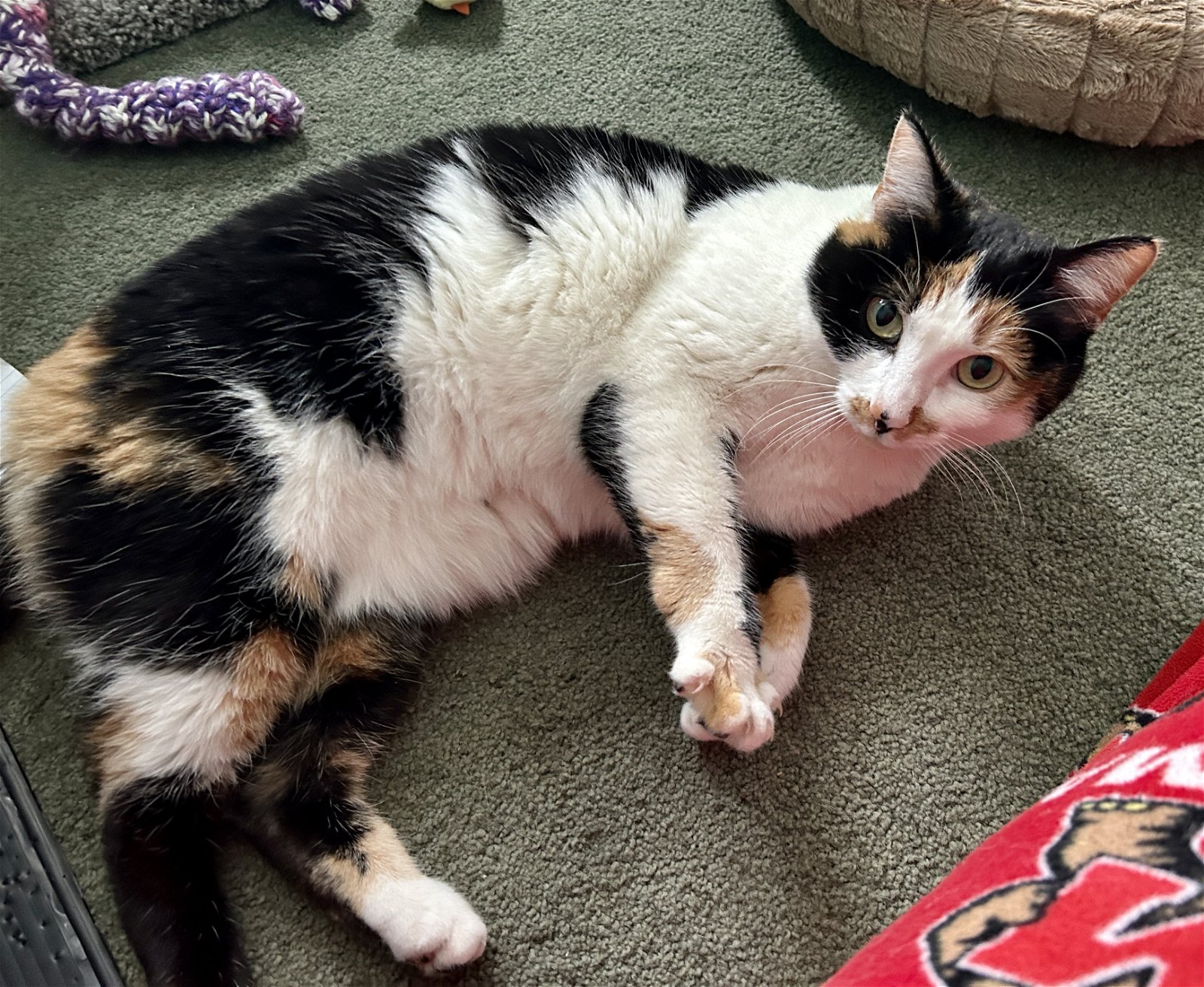 adoptable Cat in Owings Mills, MD named Maggie (Guest)